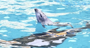 Внезапные роды в одесском дельфинарии: комментарий заведения
