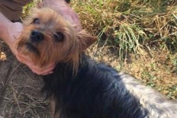 В США верный пес спас потерявшуюся трехлетнюю девочку