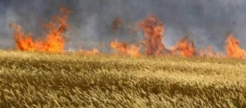 В Запорожской области пожар уничтожил почти 100 гектаров пшеничного поля