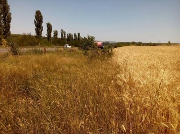 В Николаевской области неизвестный гражданин поджог поле с пшеницей
