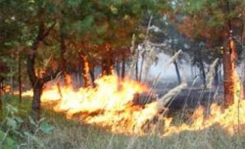 С начала года на Днепропетровщине произошло почти 1 тыс. пожаров в экосистемах
