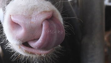 Ученые предлагают кормить коров "бактериальной жижей" вместо сена
