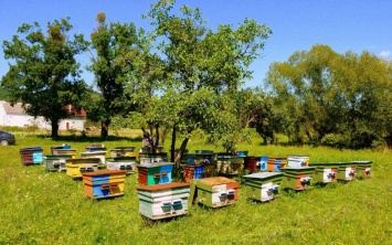 На Еланеччине местные пчеловоды подозревают, что в Воссиятское "пригласила" чужих пасечников депутат облсовета Демченко