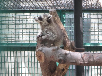 В зоопарке Николаева показали, как резвятся еноты-полоскуны
