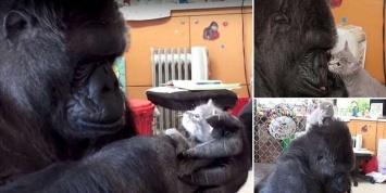 Умерла горилла Коко, которая умела общаться языком жестов