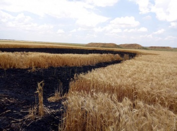 Криминальные разборки: депутату Одесского облсовета сожгли урожай пшеницы