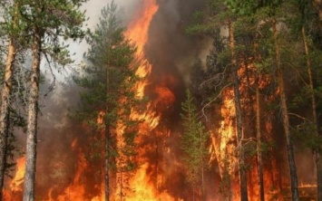 Пожар на Днепропетровщине: сотрудники ГСЧС тушили сосновый лес