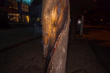 Пожар в Днепре: сотрудники ГСЧС тушили дерево