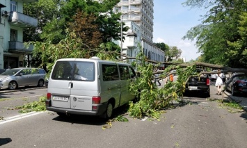 В Киеве под зданием Рады на проезжую часть упало дерево - повреждены несколько автомобилей (фото)