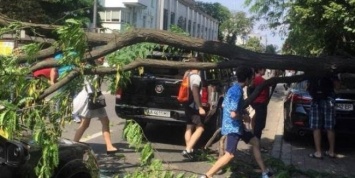 В Киеве возле Верховной Рады на машины внезапно рухнуло дерево: на Грушевского образовалась пробка