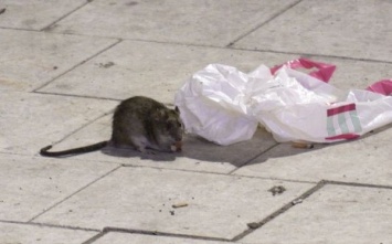 В Швеции нашествие крыс размером с кошек