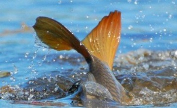 В рыбхозе Днепропетровской области уничтожили почти 25 тыс. метров изъятых рыбных сеток