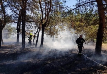 В Приднепровске горел сосновый лес: спасатели час тушили пожар
