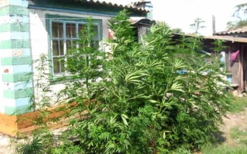 На Днепропетровщине обнаружена плантация наркотических растений