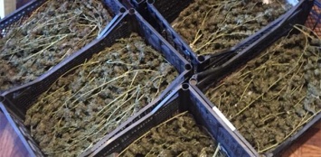 У запорожца обнаружили 6 ящиков марихуаны, - ФОТО