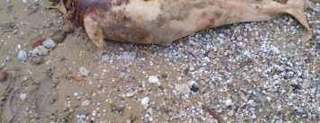 На мариупольском пляже нашли мертвого дельфина