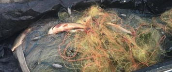 На Херсонщине браконьеры нанесли ущерб рыбхозу на 2 тысячи гривен