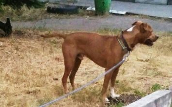 В Запорожье на улицу выгнали породистую собаку (ФОТО)