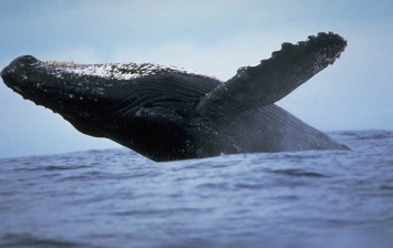 Австралиец показал редкие снимки 20-тонного кита