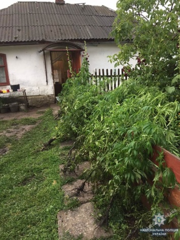 Полиция в Одесской области разоблачила любителя конопли