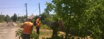 В Павлограде коммунальщики омолаживают старые деревья