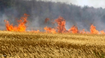 В Николаевской области полыхают пшеничные поля: предполагают - поджог и безответственность