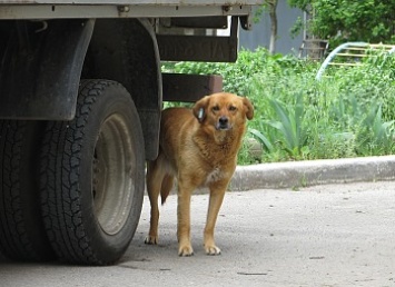 Сколько стоит стерилизовать домашнюю собаку и где делают такие операции в Бердянске?