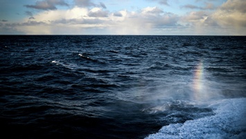 В WWF прокомментировали выводы ученых по климату в Баренцевом море