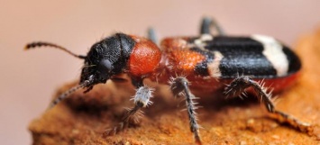 Яловщину будут спасать с помощью харьковских муравьежуков