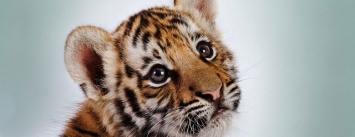 В одесском биопарке тигренка довели до стресса, - ВИДЕО