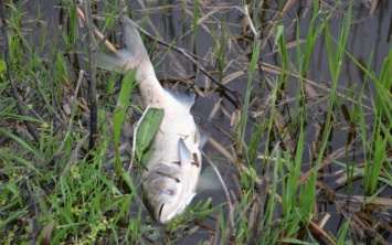 Причины массовой гибели рыбы в Каховском водохранилище так и не удалось выявить