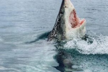 В Австралии акула утащила женщину в воду: видео
