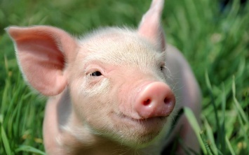В этом году в Одесской области зафиксировали 15 вспышек африканской чумы свиней