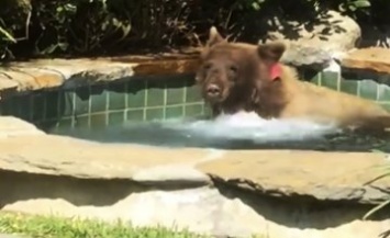 В сети появилось видео, как медведь принимал джакузи (ВИДЕО)