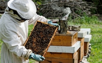 Мор пчел на Днепропетровщине: пчеловоды фиксируют новые случаи
