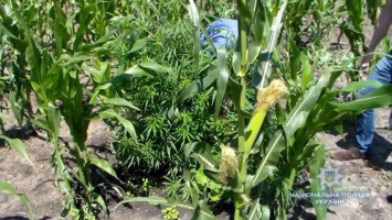 49-летний житель Николаевщины выращивал на огороде коноплю, маскируя ее под кукурузу