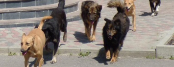 Собачий приют в Чернигове начинает работу