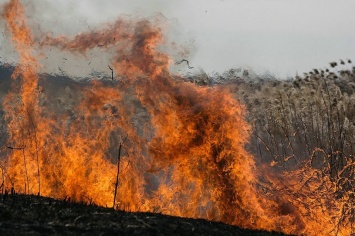 Спасатели призывают граждан не провоцировать пожары в природных экосистемах