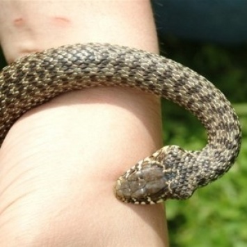 На Херсонщине змеи не дремлют: зафиксирован еще один укус ядовитого животного