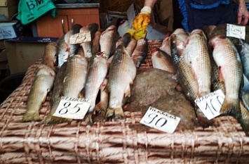 День рыбака в Бердянске. Рыбак без рыбы