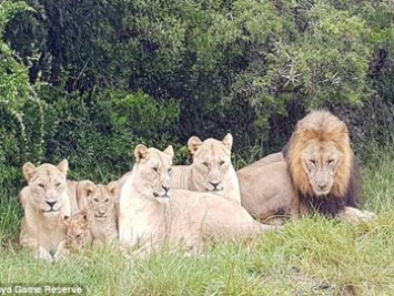 Осталась только голова и обувь: в ЮАР львы сожрали браконьеров, охотившихся на носорогов (фото)