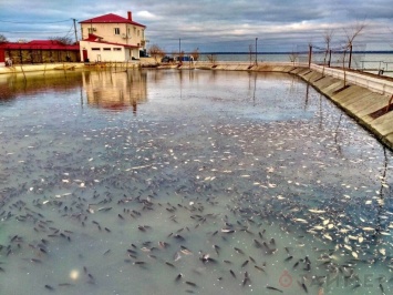 В мэрии Аккермана ополчились на ставок в Днестровском лимане: там мрет рыба
