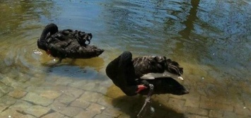 В центральном парке пара черных лебедей терроризирует собратьев (ФОТО)