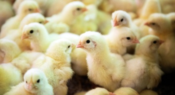 Птичий могильник: под Днепром погибло 250 тонн цыплят