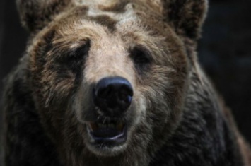 Медведь взял в заложницы россиянку