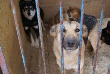 В Бердянске продолжается отлов бродячих собак