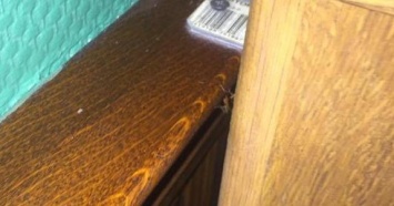 В херсонском пабе "разгуливают" тараканы (фото)