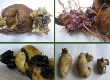 В двух областях Украины выявлен рак картофеля