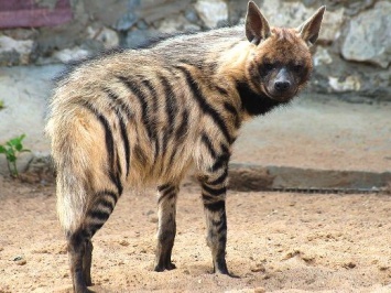 В Одесском зоопарке новые обитатели - полосатые гиены