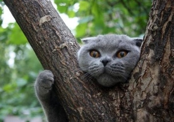 Залез и не мог спуститься: на Кичкасе кот просидел на дереве пять дней